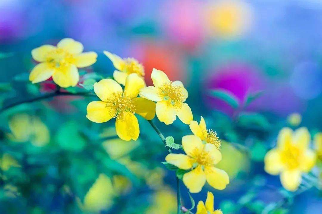 摄影技巧：春天最全拍照攻略，照着拍就行了！
