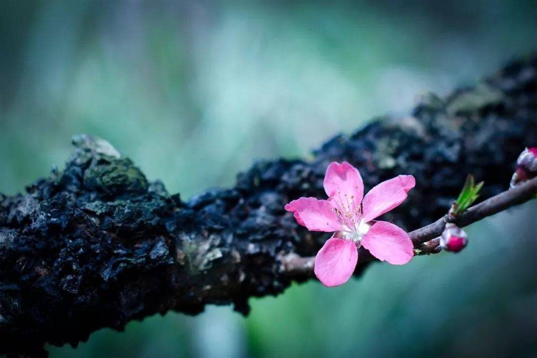 摄影技巧：春天最全拍照攻略，照着拍就行了！