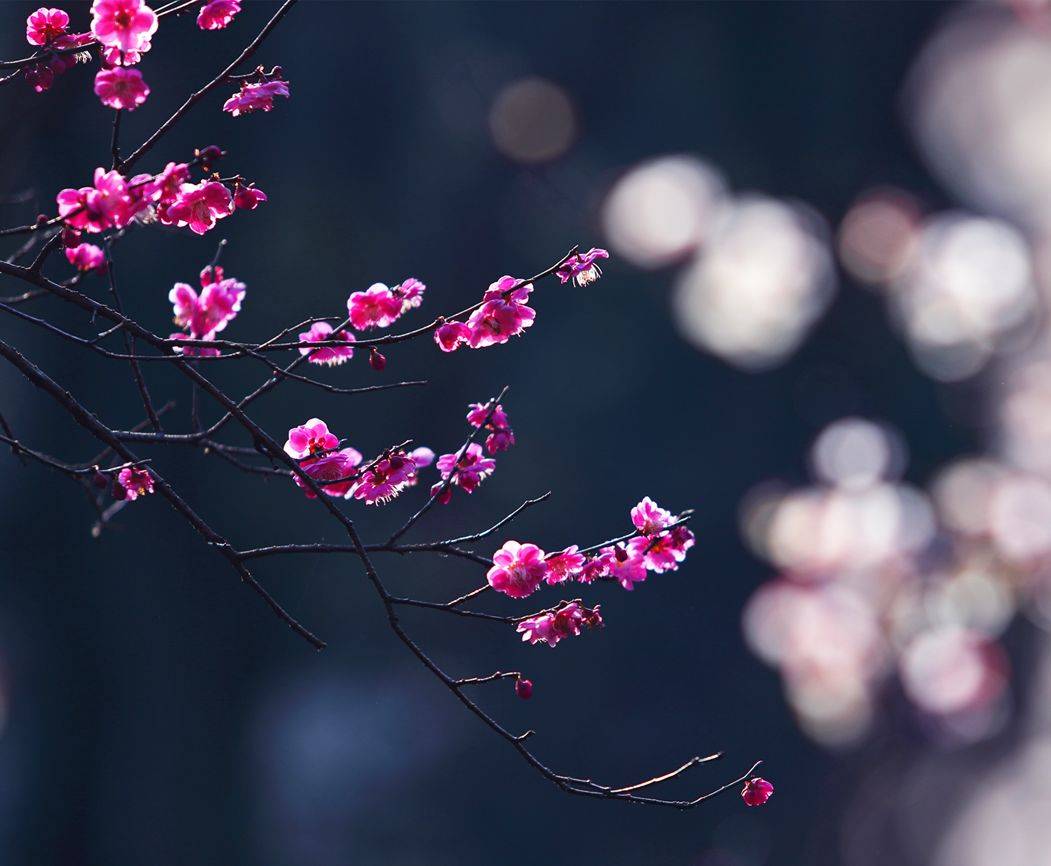 摄影技巧：春天最全拍照攻略，照着拍就行了！