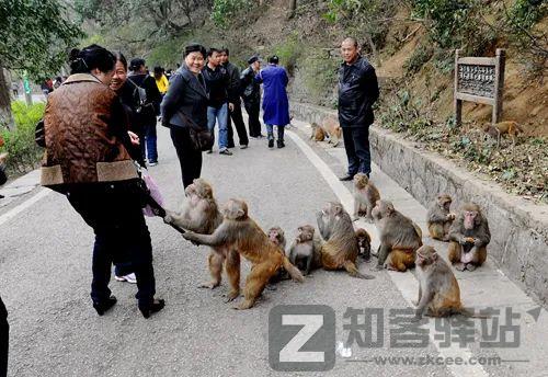 野生猕猴被骂上热搜，“猴”设崩塌，网友：没想到它还有两副面孔