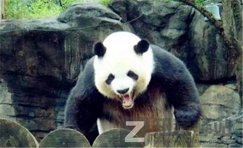 野生猕猴被骂上热搜，“猴”设崩塌，网友：没想到它还有两副面孔