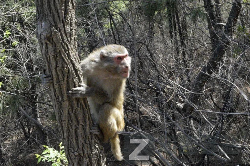 野生猕猴被骂上热搜，“猴”设崩塌，网友：没想到它还有两副面孔