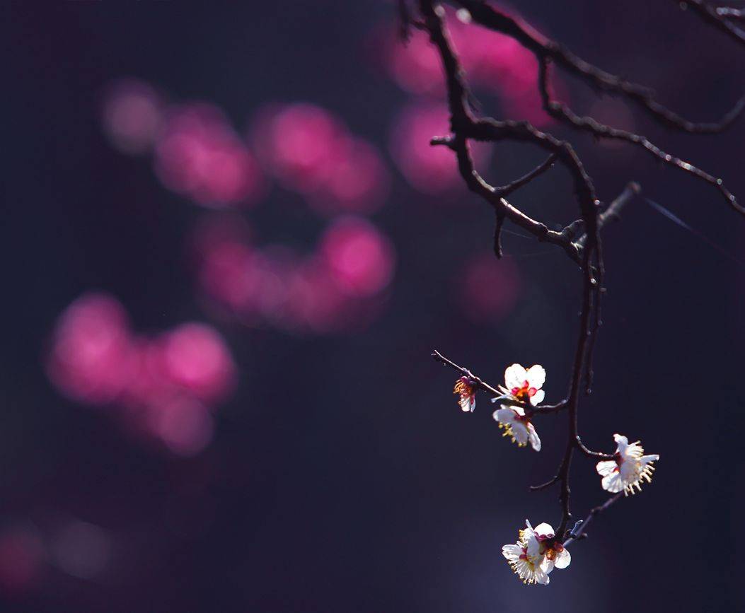 摄影技巧：春天最全拍照攻略，照着拍就行了！