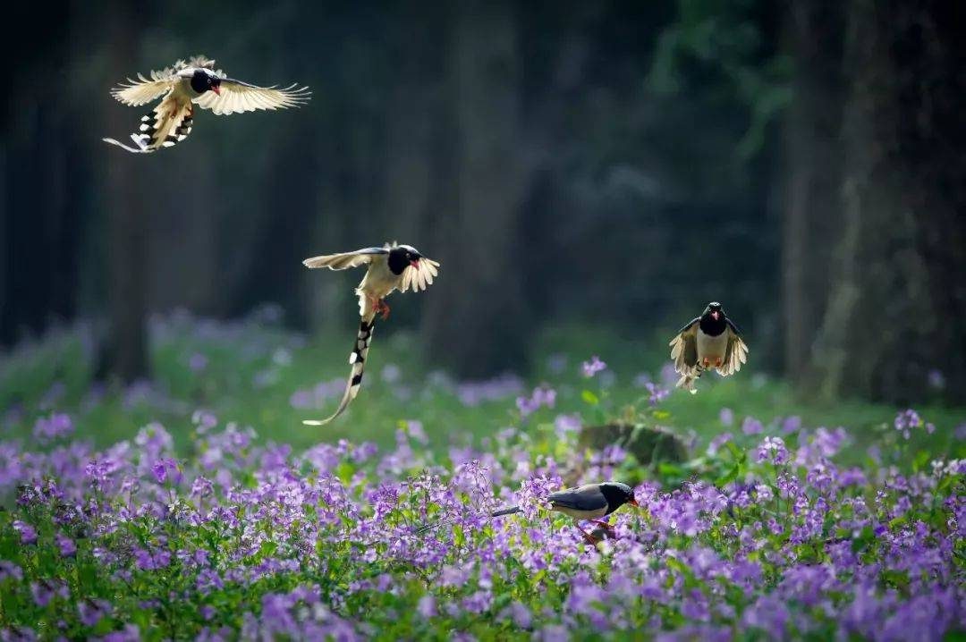 摄影技巧：春天最全拍照攻略，照着拍就行了！