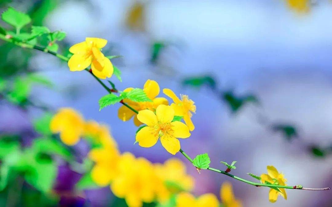 摄影技巧：春天最全拍照攻略，照着拍就行了！