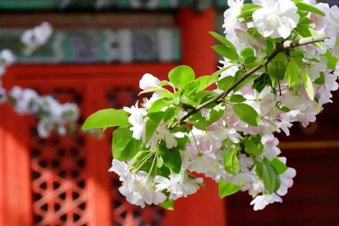 摄影技巧：春天最全拍照攻略，照着拍就行了！