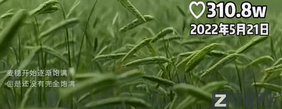 刘德华删抄袭视频，全网道歉了！